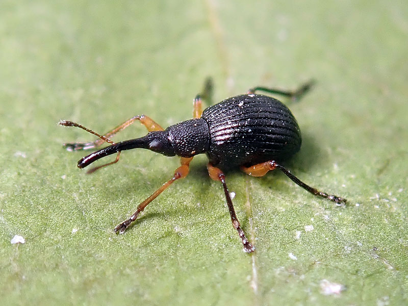 Apionidae da identificare